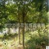 杜英 成活率高 價格優(yōu)惠 別墅綠華 工程苗 基地直銷