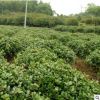 無吃狗骨球 成活率高 價格優(yōu)惠 別墅綠華 工程苗 基地直銷