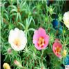 太陽花 山東青州大量供應(yīng)優(yōu)質(zhì)草花太陽花 花色艷麗
