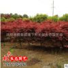 供應雞爪槭 綠化小苗 行道樹 雞爪楓 綠化工程苗木 基地直銷