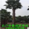 福建精品老人葵樹便宜處理 桿高1-9米 頭徑60-70cm 鱗片結實