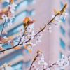 櫻花