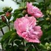 木槿