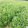 大葉梔子培育基地直銷 盆栽球型灌木大葉梔子 綠化苗木梔子花