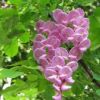 香花槐
