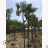 基地直銷黃花槐樹苗叢生黃花槐價格綠化工程綠化苗木精品特價