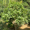 苗木 桂花樹苗70-130cm高丹桂桂樹苗 大小桂花樹自產自銷