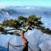 華山松