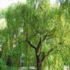 金絲垂柳