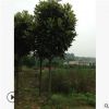 廣玉蘭樹苗綠化花木庭院種植行道點綴室內盆栽氣味芳香廣玉蘭直銷