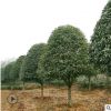 四季桂大樹 八月桂 金桂 丹桂 桂花樹 桂花瓶 桂花球 叢生桂花