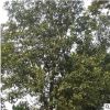 批發樸樹樹苗 基地直供 綠化苗木工程綠化苗基地 規格全 量大優惠