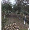 紅櫸樹苗批發耐寒耐紅櫸小苗苗圃直銷工程綠化苗木行道樹量大價優