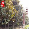 批發廣玉蘭樹 行道綠化紅花玉蘭樹苗 精品廣玉蘭基地直銷價格優惠