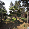 歡迎來基地考察選購景松 根系發達造型美觀各種造型油松