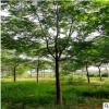 苗木基地出售苦楝樹(shù) 各種綠化樹(shù) 綠化喬木 大型綠化樹(shù) 易成活好栽