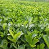 批發(fā)大葉梔子花小苗 工程綠化用大葉梔子地苗 花朵大 四季常青