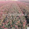 批發(fā)紅葉石楠營養(yǎng)杯苗 湖南紅葉石楠杯苗袋苗