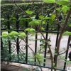 木本繡球樹苗木繡球苗瓊花樹苗瓊花繡球樹苗八仙繡球花苗繡球樹苗