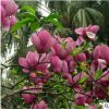 紅玉蘭樹苗綠化花木庭院觀賞氣味芳香室內(nèi)盆栽規(guī)格齊全紅玉蘭直銷