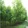 法桐樹苗綠化苗木行道點(diǎn)綴四季常青庭院觀賞美化環(huán)境凈化空氣法桐