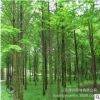 紅葉白臘小苗批發(fā)彩色綠籬金葉白蠟樹苗 行道風(fēng)景工程綠化苗木