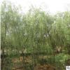 垂柳樹苗 園林綠化速生柳樹苗 規(guī)格齊全 易成活 金絲垂柳直柳樹苗