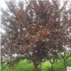 紫葉李樹苗速生紅葉李樹苗綠化工程精品特價(jià)綠化苗木當(dāng)年開花