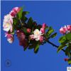 直銷海棠樹苗 垂絲海棠 西府海棠 盆栽庭院開花植物 北美海棠樹苗