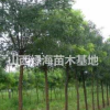哪里可以買到國槐？山西國槐批發價格 ？國槐產地詳情