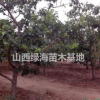 山楂樹出售基地？