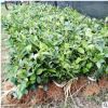 香樟樹(shù)苗 基地直銷 園林庭院綠化苗木 大葉小葉香樟苗 精品特價(jià)