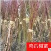 雞爪槭樹(shù)苗綠化苗木行道點(diǎn)綴四季常青凈化空氣規(guī)格齊全雞爪槭直銷