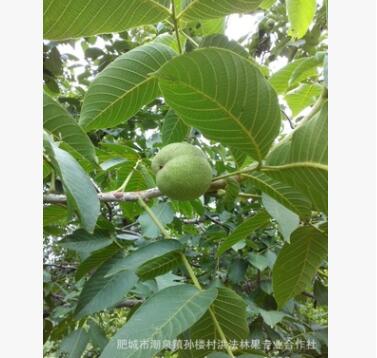 文玩核桃苗大樹自家培育品種保證淶水接穗