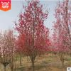 觀賞桃花基地批發(fā) 5公分紅葉碧桃價格 碧桃品種