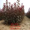 基地批發(fā)速生紫葉李樹苗 規(guī)格齊全 綠化工程苗木 紅葉李 根系發(fā)達