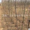 基地批發皂角樹 大刺皂角樹 易成活皂角樹 綠化苗木