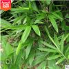 產地貨源精品毛竹 庭院綠籬綠化竹子苗 高2米楠竹現貨品種齊全