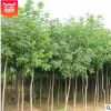 工程綠化苗木 樸樹小苗 園林綠化苗木 樸樹 規格齊全
