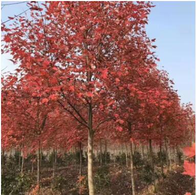 美國紅楓
