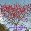 臺(tái)灣牡丹櫻花