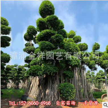 漳州小葉榕產地直銷大型樁頭樁景沙西細葉榕盆景樹造型小葉榕盆栽