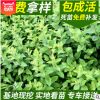 忍冬苗圃供應忍冬苗 從生忍冬 耐寒忍冬各種色塊用苗量大優