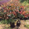 農戶直銷紅葉石楠綠化苗木 大量批發工程綠化苗