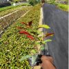 紅背桂農戶基地直銷綠化地被苗 工程綠化苗
