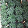 多肉植物大盆波露24裝
