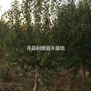 紅梅