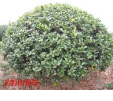 無(wú)刺枸骨毛球