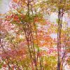 紅天竹