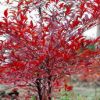 紅天竺